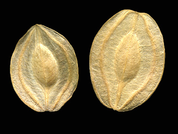 Chartoloma platycarpum (Bunge) Bunge
